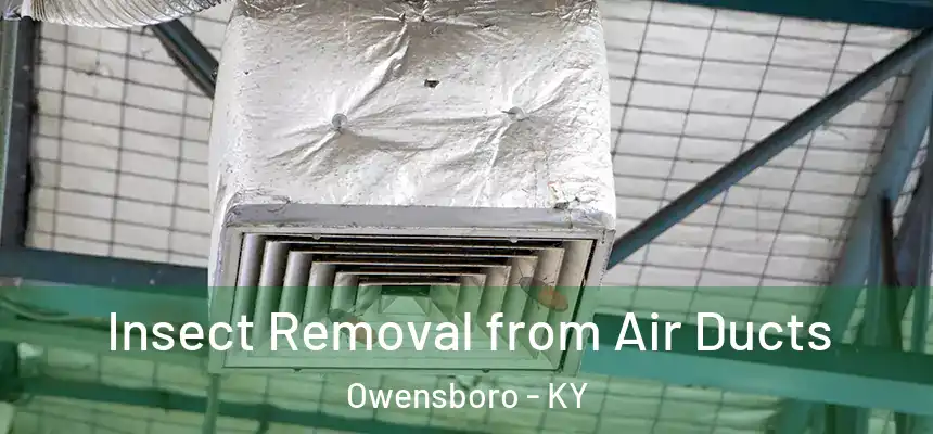  Insect Removal from Air Ducts Owensboro - KY