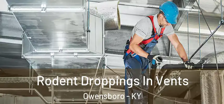 Rodent Droppings In Vents Owensboro - KY